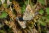 Aricia morronensis